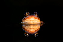 Common frog (Rana temporaria) submerged in water showing its reflection, Leicestershire, UK, February.