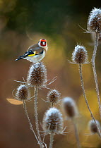 Goldfinch (Carduelis carduelis) perched on teasel in early morning light, Leicestershire, UK, February.