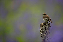 Pied flycatcher (Ficedula hypoleuca),female, perched on a wooden post, Dumfries and Galloway, Scotland, UK. May.