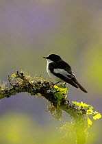 Pied flycatcher (Ficedula hypoleuca),male, perched on a tree branch, Dumfries and Galloway, Scotland, UK. May.