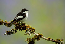 Pied flycatcher (Ficedula hypoleuca), male, perched on mossy tree branch, Dumfries and Galloway, Scotland, UK. May.