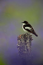 Pied flycatcher (Ficedula hypoleuca), male, perched on a post. Dumfries and Galloway, Scotland, UK. May.