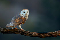 Barn owl (Tyto alba) perched on tree branch at dusk. Northamptonshire, UK, May.