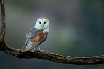Barn owl (Tyto alba) perched on tree branch at dusk,Northamptonshire, UK, May.