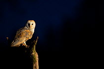Barn owl (Tyto alba) perched on tree stump at night, Northamptonshire, UK, May.