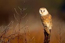 Barn owls (Tyto alba) perched on tree stump in early morning light. Northamptonshire, UK, January.