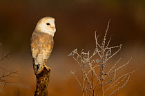 Barn owl (Tyto alba) perched on tree stump in early morning light. Northamptonshire, UK, January.
