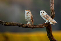 Barn owls (Tyto alba) perched on tree branch, late evening. Northamptonshire, UK, May.