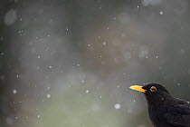 Blackbird (Turdus merula) and falling snow. Leicestershire, UK, February.