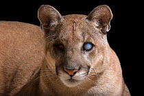 Florida panther (Puma concolor coryi) named Uno. A gunshot wound caused Uno to go blind in 2014, Naples Zoo, Florida, USA. Captive. This species is classified as federally endangered by the US Fish an...