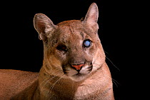 Florida panther (Puma concolor coryi) named Uno. A gunshot wound caused Uno to go blind in 2014, Naples Zoo, Florida, USA. Captive. This species is classified as federally endangered by the US Fish an...