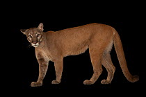 Florida panther (Puma concolor coryi) named Lucy, Lowry Park Zoo, Tampa, Florida, USA. Captive. This species is classified as federally endangered by the US Fish and Wildlife Service (USFWS)