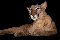 Florida panther (Puma concolor coryi) named Lucy, Lowry Park Zoo, Tampa, Florida, USA. Captive. This species is classified as federally endangered by the US Fish and Wildlife Service (USFWS)