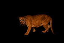 Puma (Puma concolor capricorniensis), Fundacao Jardim Zoologico de Brasilia, Brazil. Captive.