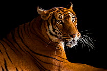 Female South China tiger (Panthera tigris amoyensis), Suzhou Zoo, China. Captive. This species is listed as critically endangered by IUCN and classified as federally endangered by the US Fish and Wild...