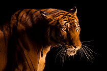 Female South China tiger (Panthera tigris amoyensis), Suzhou Zoo, China. Captive. This species is listed as critically endangered by IUCN and classified as federally endangered by the US Fish and Wild...