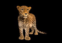 An endangered Persian leopard (Panthera pardus saxicolor), Budapest Zoo, Hungary. Captive.
