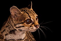Margay (Leopardus wiedii wiedii) named Carlotta, Cincinnati Zoo, Ohio, USA. Captive. Classified as federally endangered by the US Fish and Wildlife Service.