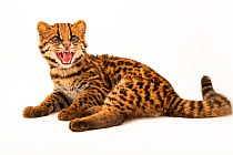 Margay (Leopardus wiedii pirrensis) named Diego, at Zoologico de Quito, Ecuador. Captive.