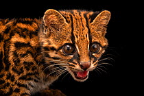 Margay (Leopardus wiedii pirrensis) named Diego, at Zoologico de Quito, Ecuador. Captive.