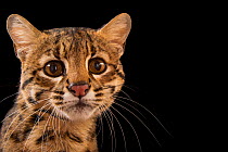 Geoffroy's cat (Leopardus geoffroyi geoffroyi). His name is Chano, which means Lucky in Spanish, Cincinnati Zoo, Ohio, USA. Captive.