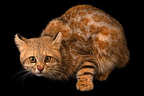 Female Colocolo / Pampas cat (Leopardus colocolo colocolo), Unidad de Rehabilitacin de Fauna Silvestre. This animal was originally from Calama, Chile. She came to the wildlife hospital as a baby. Sh...