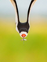 Front view of an adult Black skimmer (Rynchops niger) in flight carrying a fish, Long Island, New York, USA. August. Bird Photographer of the Year Competition 2023 - Highly commended - Birds in flight...