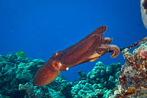Day octopus (Octopus cyanea) female jetting away during mating while the male&#39;s hectocotylus arm on the right is still extended into her mantle, Hoover&#39;s Reef, North Kona, Hawaii. Central Paci...