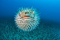Spotted Porcupine fish (Diodon hystrix) inflated, displaying defensive behaviour , North Pacific Ocean, Hawaii.