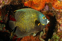 French angelfish (Pomacanthus paru) against coral reef, often found in pairs, common in the Caribbean, Bonaire, Carribean Sea.