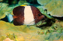 Black pyramid / Brown and white butterflyfish (Hemitaurichthys zoster) Thailand.