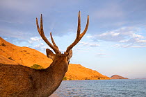 Male Rusa deer (Rusa timorensis) rear view, looking at sea, Gili Lawadarat, Komodo archipelago, Indonesia