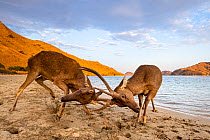 Male Rusa deer (Rusa timorensis) fighting over access to females during the mating season, Gili Lawadarat, Komodo archipelago, Indonesia.