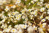 Common whitlowgrass (Erophila verna) in flower, growing on old lead-mining area of Mendips, near Priddy, Somerset, UK, March.