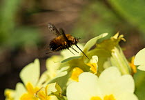 Dotted bee-fly (Bombylius discolor) visiting a Primrose (Primula vulgaris), urban garden, Bristol, UK, April.