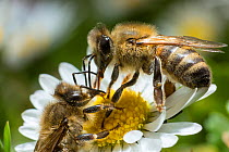Two Honeybees (Apis mellifera) on a Common daisy (Bellis perennis) where one appears to be transferring nectar to the other, lawn, urban garden, Bristol, UK, May.