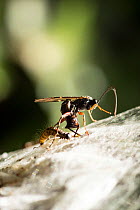 Ichneumon wasp (probably Pimpla, sp.) laying an egg in the pupa of a Bird-cherry ermine moth (Yponomeuta evonymella), using its ovipositor. A caterpillar of the same moth is beside the wasp on the she...