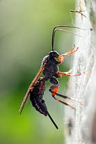 Ichneumon wasp (probably Pimpla sp.) searching for a pupa of small Ermine moth (Yponomeuta evonymella) within the sheet of communal web made by the caterpillars, upon which the wasp is resting. Bristo...