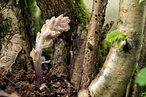 A young Broomrape (probably Orobanche minor), a parasitic plant, flowering and emerging at base of a coppiced hazel (Corylus avellana) in a woodland near Bristol, UK, April.