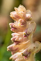 Close-up of Broomrape (probably Orobanche minor) flowering spike, a parastic plant, in woodland near Bristol, UK, April.