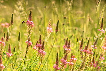 Bumblebee (not identified) visiting flowers of Sainfoin (Onobrychis viciifolia) in a restored wildflower meadow, near Bristol, UK, June.