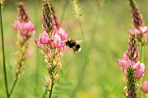 Bumblebee (probably Bombus terrestris) visiting flowers of Sainfoin (Onobrychis viciifolia) in a restored wildflower meadow, near Bristol, UK, June.
