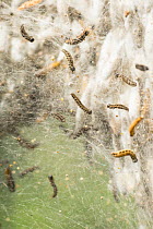 Caterpillars of the Bird-cherry ermine moth (Yponomeuta evonymella) among silk strands of a huge communal web covering host tree (Prunus padus) and protecting the many pupae in their silk cocoons from...