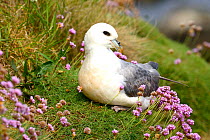 Fulmar (Fulmarus glacialis) resting at its  nesting site surrounding by Thrift  flowers, South Ronaldsay, Orkney Islands, Scotland, June.