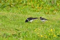 Oystercatcher (Haematopus ostralegus) adult with chick feeding  in a marshy field, South Ronaldsay, Orkney Islands, Scotland, June.