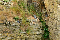 Rock Doves (Columba livia) perched in an old quarry, South Ronaldsay, Orkney Islands, Scotland, June.