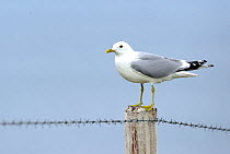 Common Gull (Larus canus)  perched on fence pole, South Ronaldsay, Orkney Islands, Scotland, July.