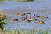 Widgeon (Anas penelope) group on flooded grassland, RSPB Cors Ddyga Reserve, Gaerwn, Anglesey, North Wales, July.