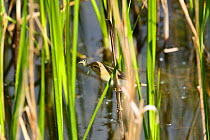 Willow Warbler (Phylloscopus trochilus) in reedbed with a damselfly larva in its beak, RSPB Conwy Reserve, North Wales, May.