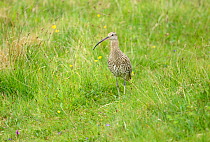 Curlew (Numenius arquata) on breeding grounds in a marshy meadow, South Ronaldsay, Orkney Islands, Scotland, June.
